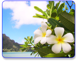 Hawaiian Gardenia perfume